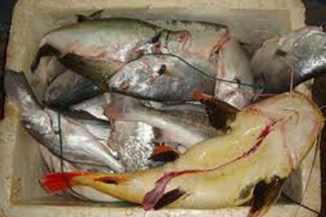 Operação conjunta entre a Sema e a Policia Militar apreendeu pescado ilegal em Juara