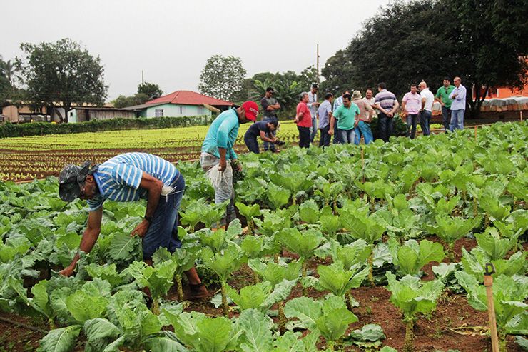 Confira a cotação média da semana dos preços da agricultura familiar